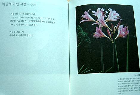 김해화의 꽃편지-상사화 